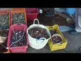 Napoli - Sequestro per un milione di euro di pesce illegale