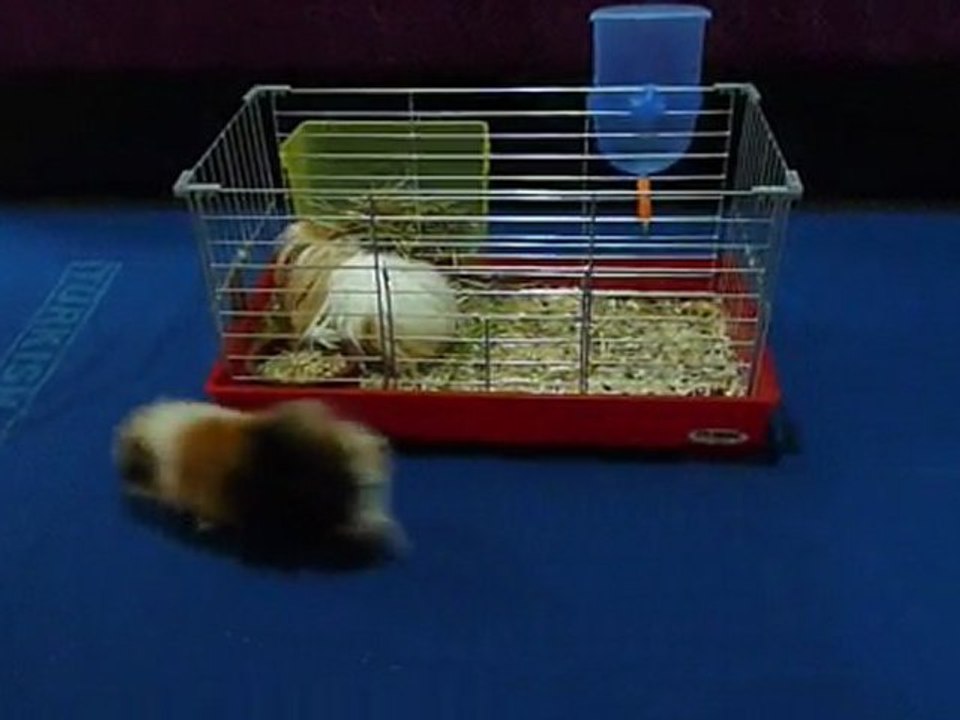 can & bambam