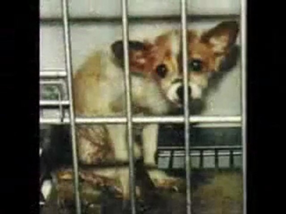 J'accepte le contrat (illuminati)