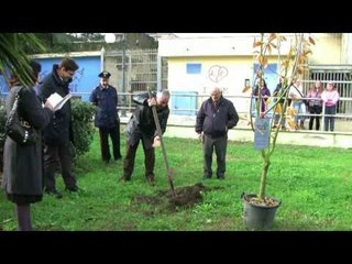 Cesa (CE)  - Pro Loco, Festa dell'Albero