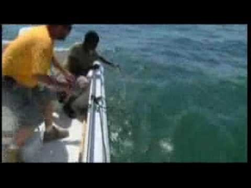 Golfo del Messico - I danni del petrolio fuoriuscito dalla piattaforma Deepwater Horizon