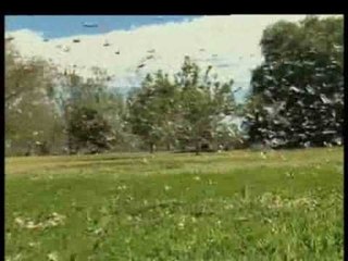 Australia - L'invasione delle locuste