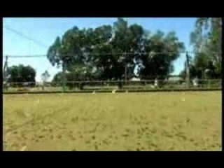 Australia - L'invasione delle locuste nel Queensland