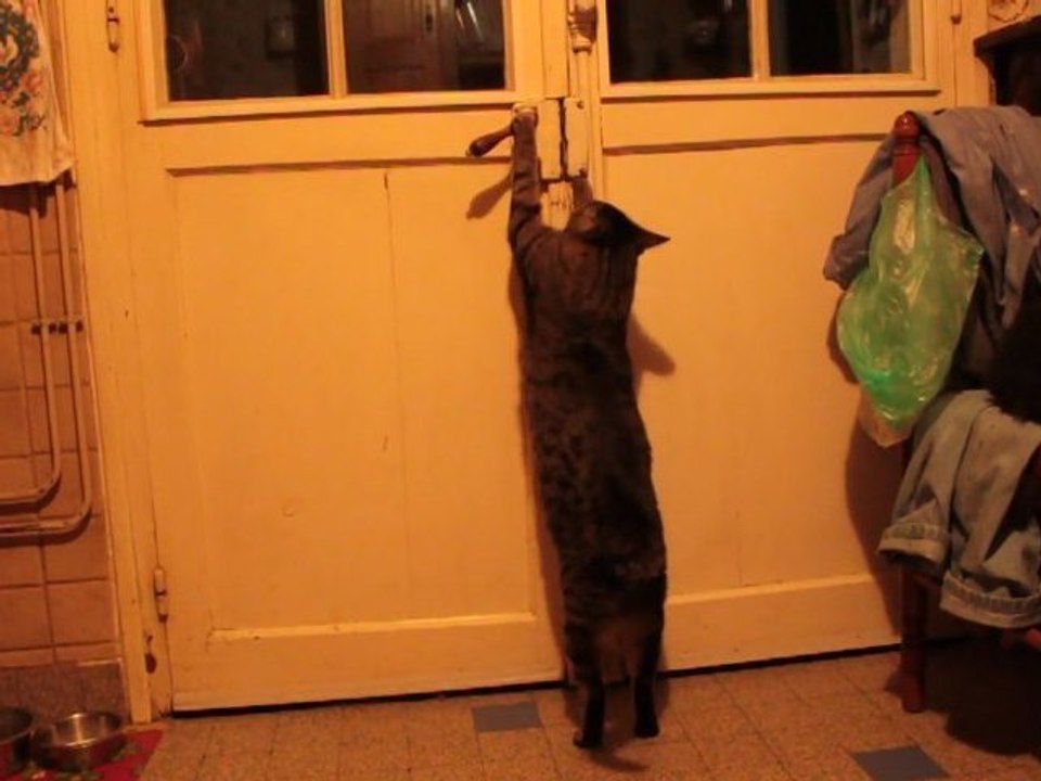 GAMIN LE CHAT TIGRÉ OUVRE LES PORTES