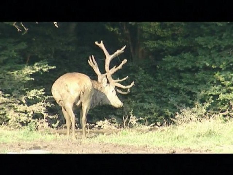 LE CERF SEQUENCE TOILETTE_seasons
