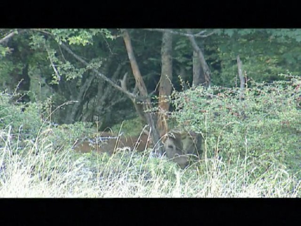 LE CERF SEQUENCE VELOURS_seasons