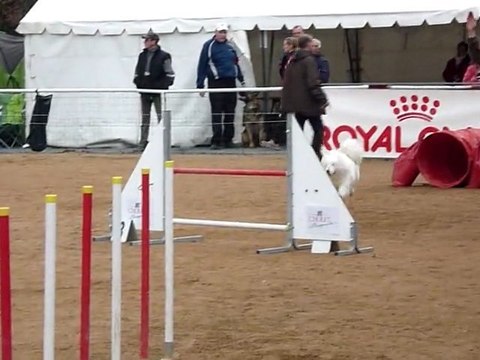1er concours d'agility pour Orsane