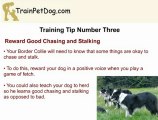 Border Collie Training - Stop Your Dog From Chasing and Stal