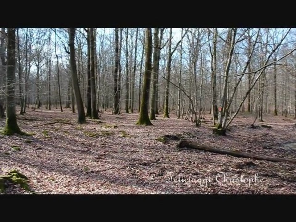 Le bois de la Chénuère  mon aire de jeux