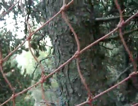 La Molina Bikepark (Blue Type)