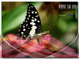 เพลง ผีเสื้อหายไป ขับร้องโดย น้องเชอรี่