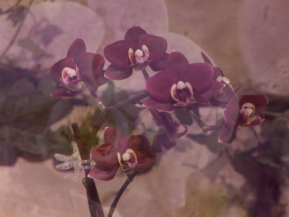 Salon de l'Orchidée