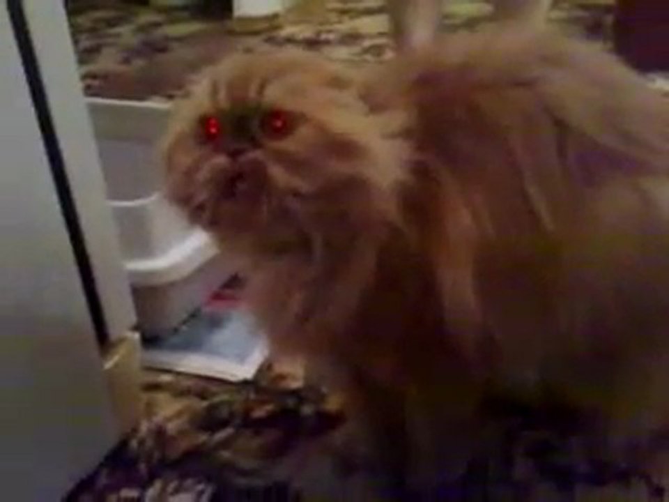 demon cat