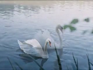 Secret Garden - Swan (lyrics)