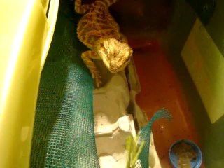 mes 2 morfales 2 femelles pogona de 7 mois