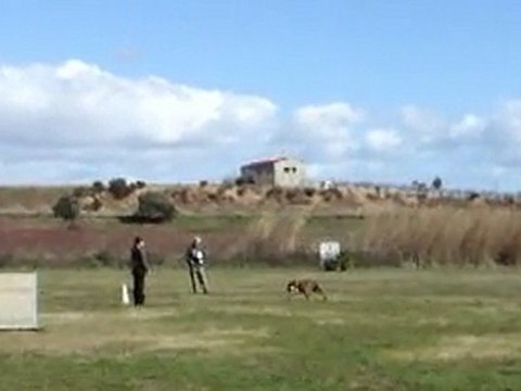 Concours RCI 1 Desgayls Obéissance apportable