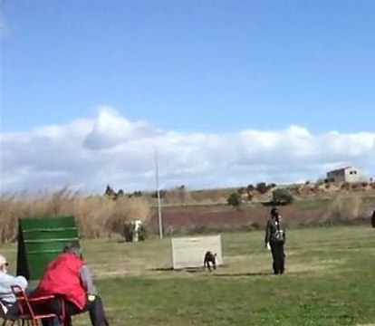 Concours RCI 1 Desgayls Obéissance saut de haie