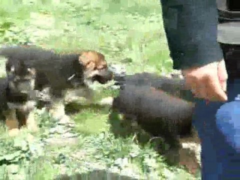 Chiots berger allemand LOF