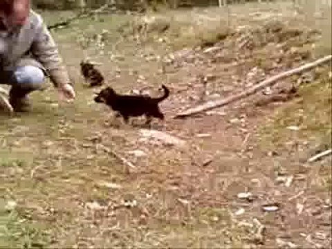 Chiots berger allemand LOF