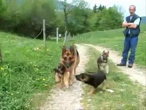 Chiots berger allemand LOF