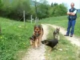 Chiots berger allemand LOF