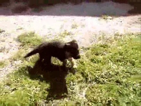 Didjé chiots berger allemand LOF