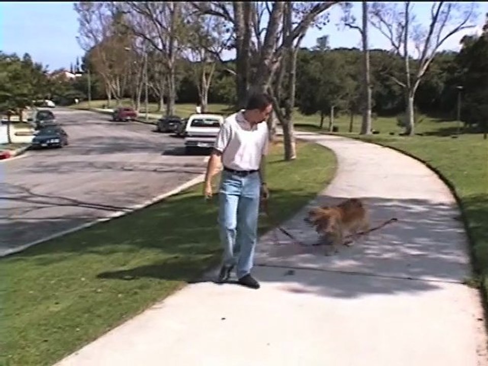 Teach Your Dog To Come Trailer