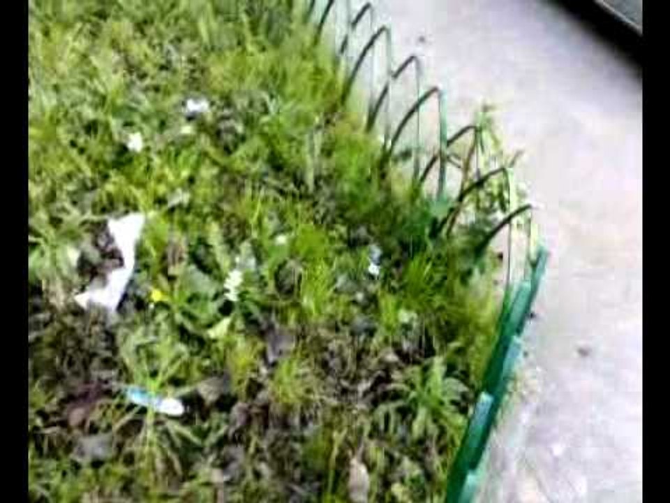 Aversa - Come ti curo il verde