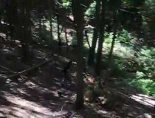 Trees F**King suck