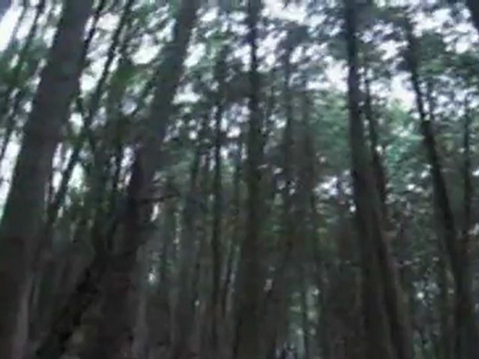 my trail