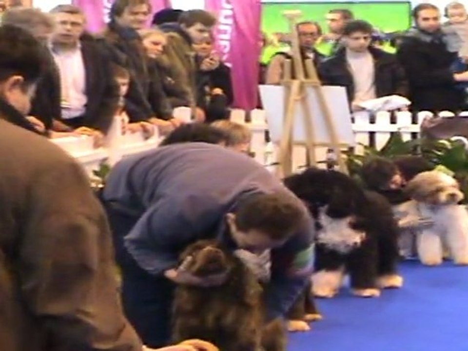 Les chiens d'eau: des chiens qui montent