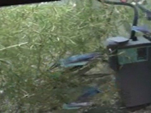 Betta splendens dans le courant.