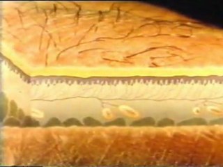 La piel: Receptores sensoriales