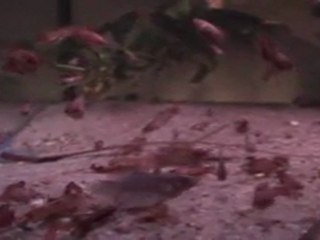 Betta splendens queue double X    Orange PKBA