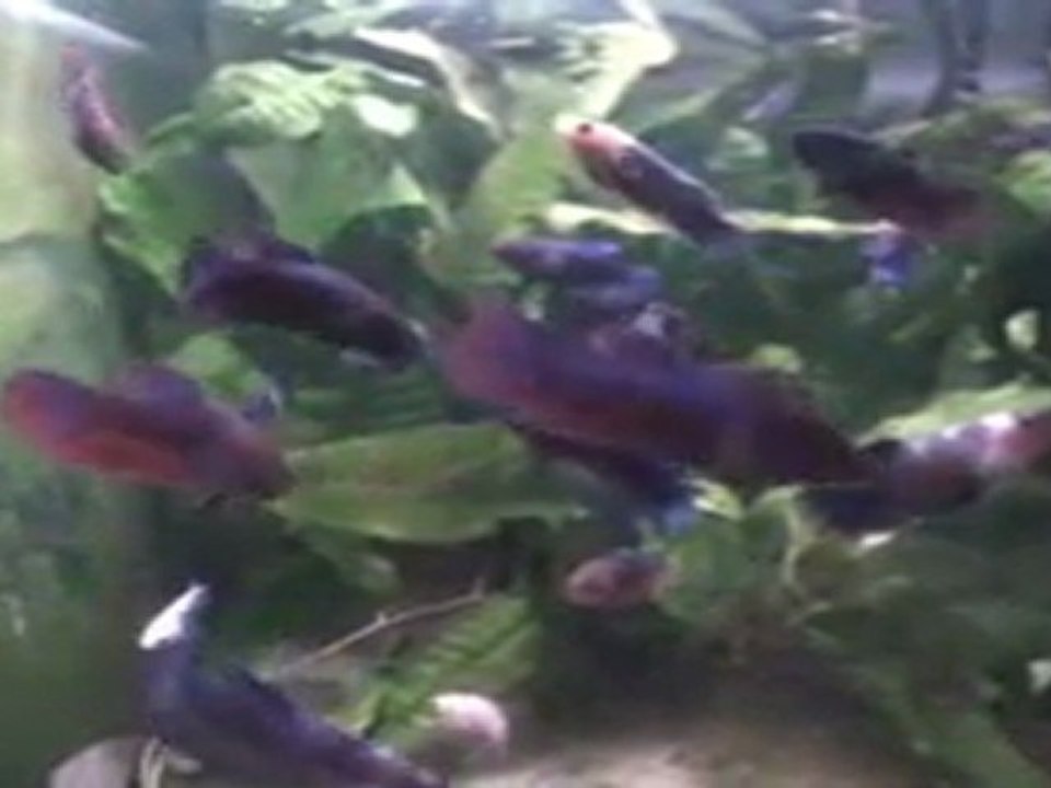 Betta splendens Orange  X BA