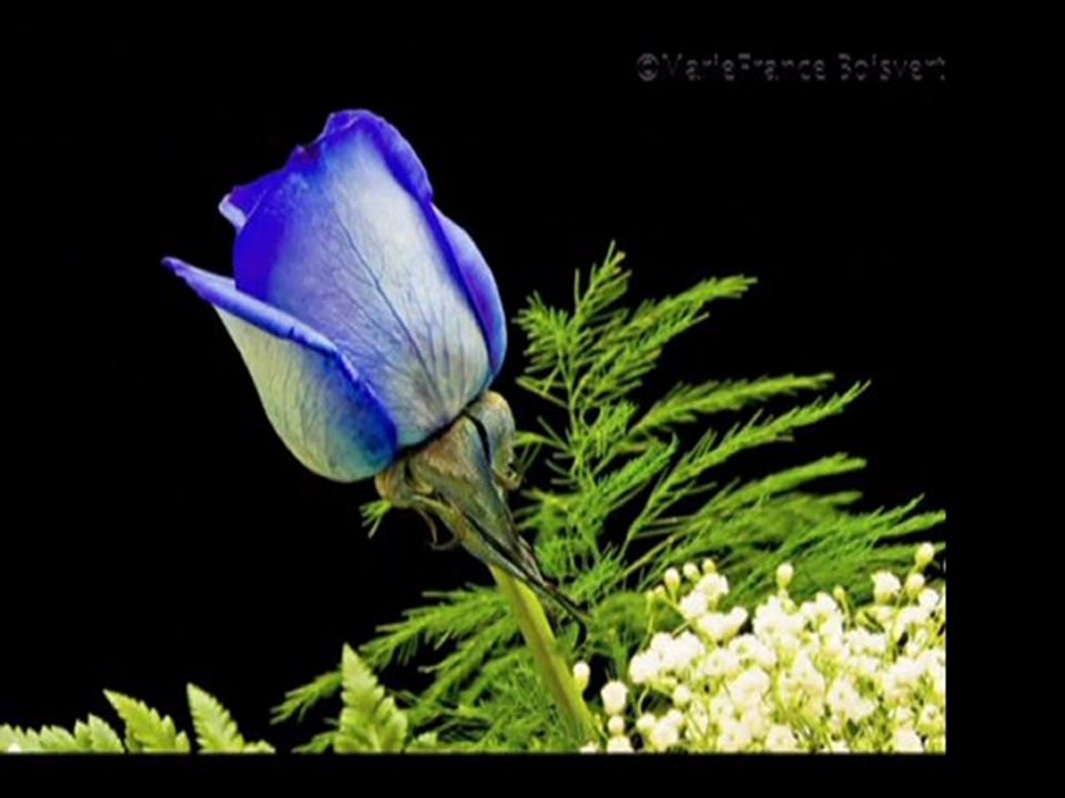 apaçi dans müziği eşliğinde GÜLLERİMM