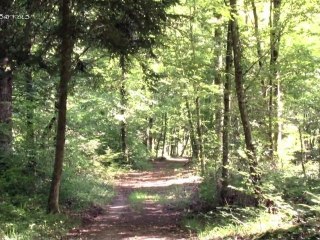 Pays Barrois : Filière bois