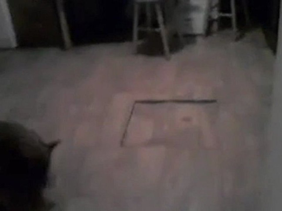 Wrzucili psa do piwnicy!