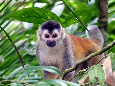 Invitation au voyage Amazonie - editionslignecontinue.info