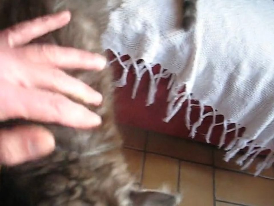 Chatons maine Coon 2 mois