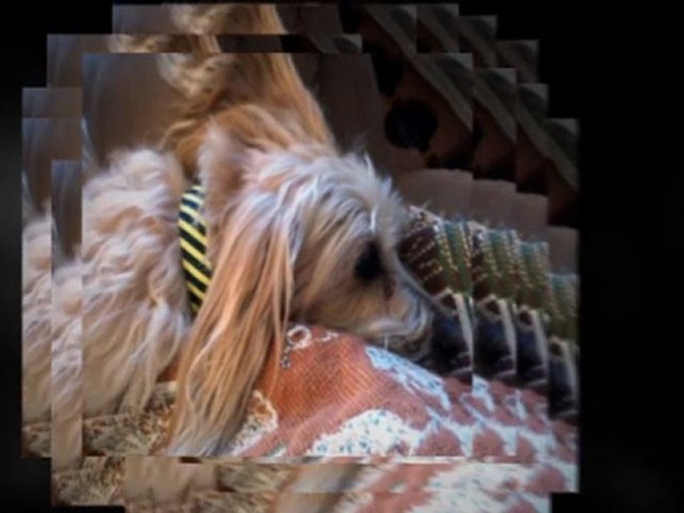 Fashion Dog Collars -Collar2Switch-Fashion Dog Collars