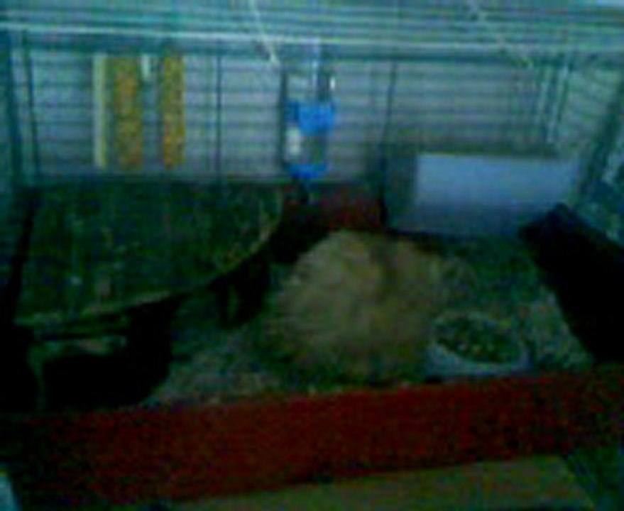 Montage vidéo de Canelle, ma petite chonne de 2 ans...