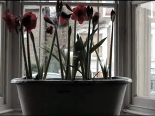 WILD BEASTS "Smother" (trailer)