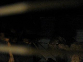 Octodon qui parle (cris)