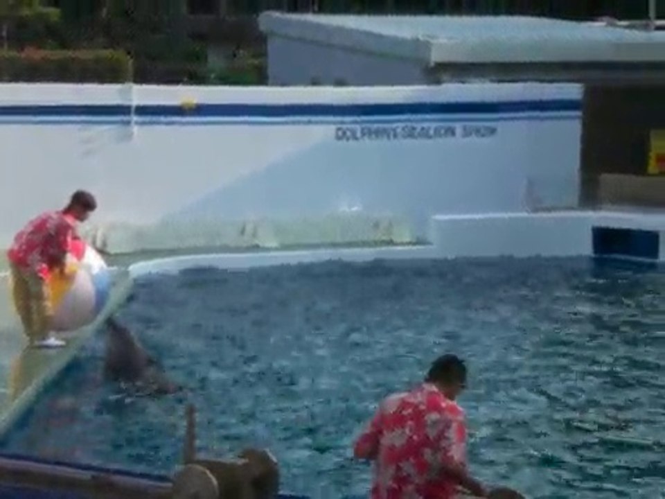 しながわ水族館　イルカショー3