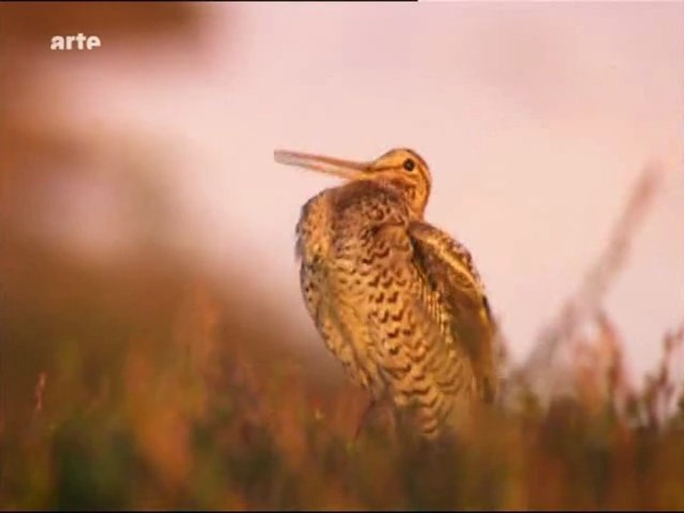 scandinavie sauvage : la norvege (2)