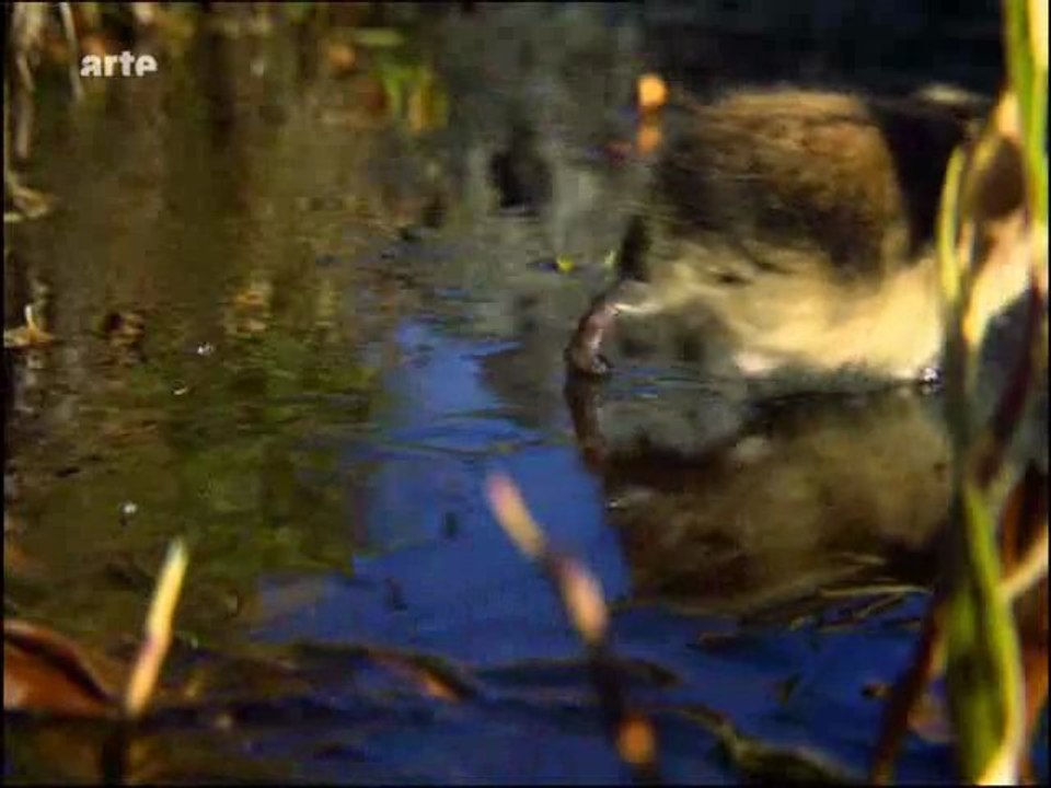 scandinavie sauvage : la norvege (3 et fin)