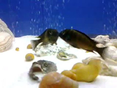 Tropheus sp. ''red'' Ndole Bay Red Young Males Fighting
