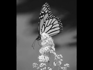 Bir yanımız hep yarım