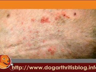 Knowing What Are Dog Arthritis Allergies